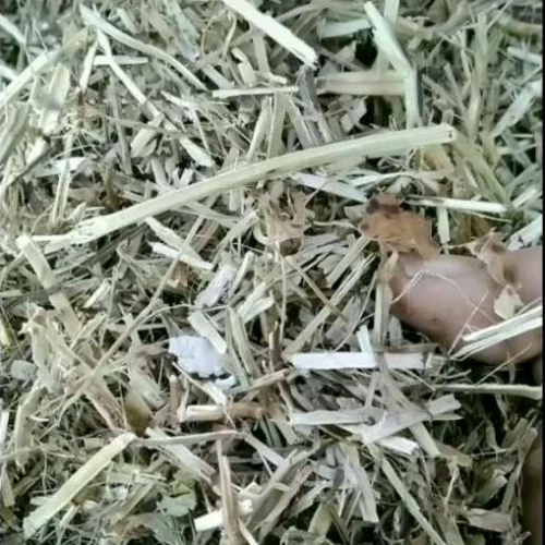 过筛除尘花生秧